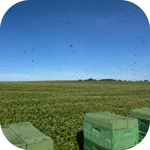 Pasieka wędrowna na polu gryki