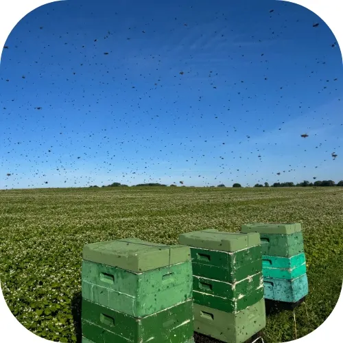 Kwitnąca gryka Pojezierze Drawskie