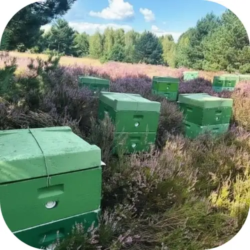 Zbiory miodu wrzosowego Pojezierze Drawskie