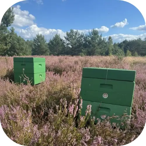 Pasieka Mankiewicz na wrzosowiskach drawskich